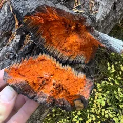 Indian paint fungus thumbnail 3