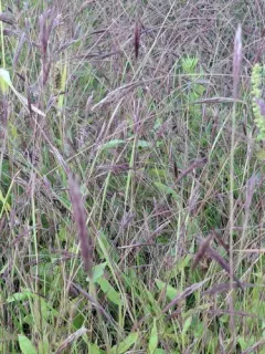 small carpetgrass thumbnail 2
