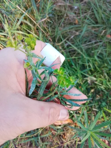 Podosphaera euphorbiae