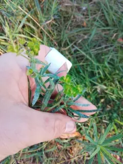 Podosphaera euphorbiae thumbnail 1