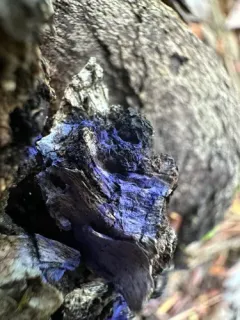 Cobalt Crust thumbnail 1