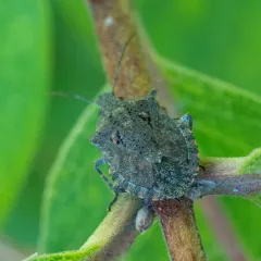 Four-humped Stink Bug thumbnail 4