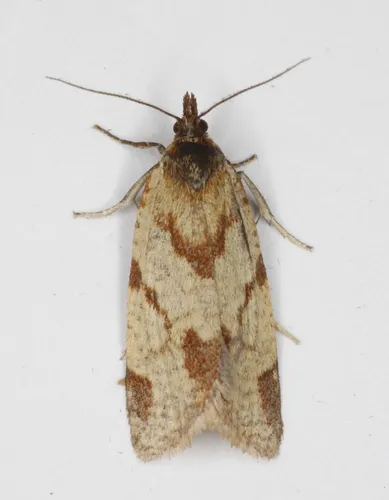 Clepsis moeschleriana