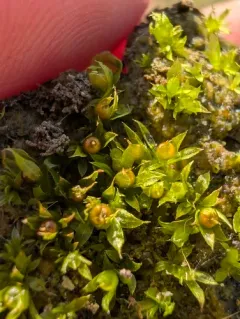 Immersed Physcomitrium Moss thumbnail 2