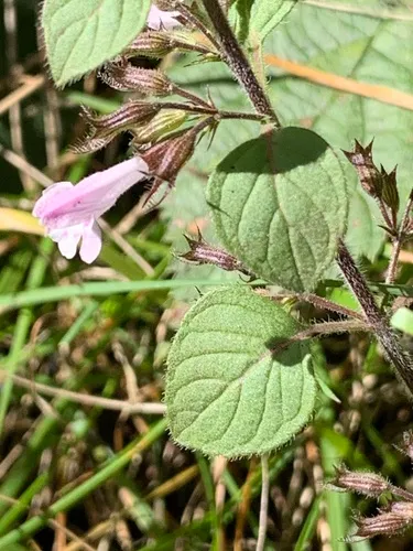 Wood Calamint