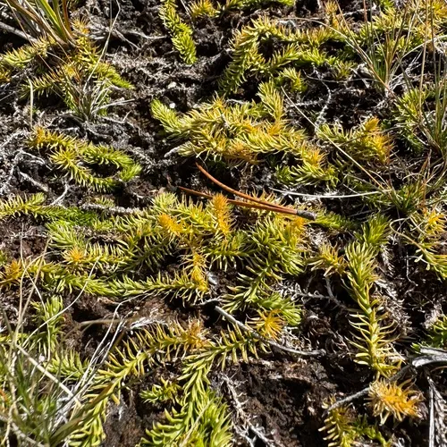 inundated bog clubmoss