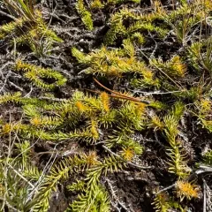 inundated bog clubmoss thumbnail 1