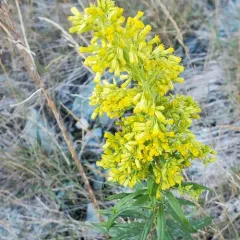 west coast Canada goldenrod thumbnail 4