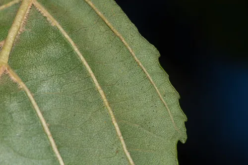 Erysiphe penicillata
