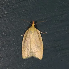 Maple-Basswood Leafroller Moth thumbnail 3