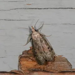 Bee Moth thumbnail 2