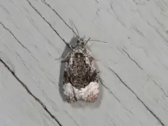 Funereal Apotomis Moth thumbnail 4