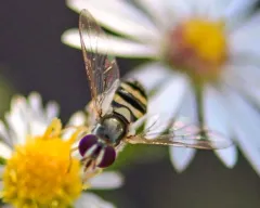 Exotic Streaktail thumbnail 2