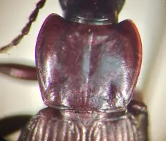Pterostichus castaneus thumbnail 2