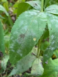 Podosphaera veronicastri thumbnail 1