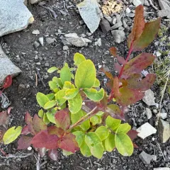 Blue-leaved huckleberry thumbnail 3