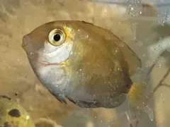Doctorfish thumbnail 3