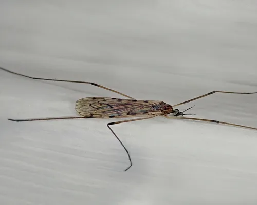 Rhipidia domestica