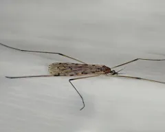 Rhipidia domestica thumbnail 1