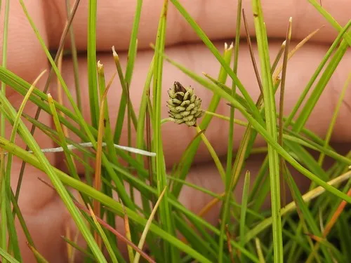 Norway sedge