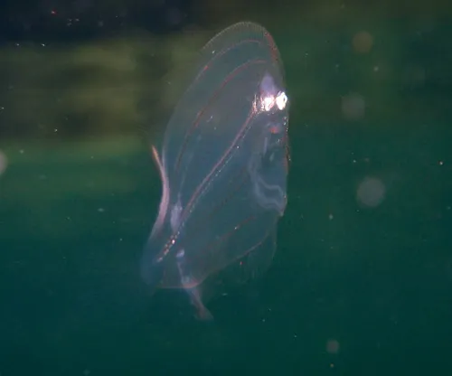 Eyed Flounder