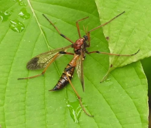 Ctenophora apicata