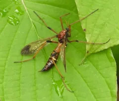 Ctenophora apicata thumbnail 1