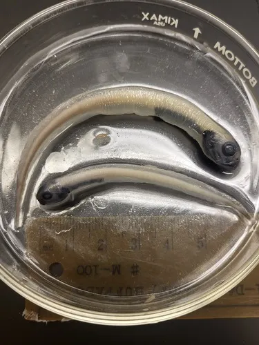 Atlantic Soft Pout