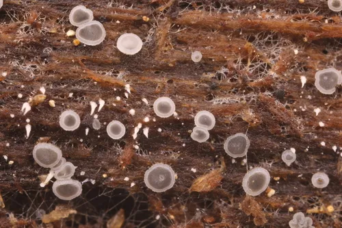 Phialocephala mallochii