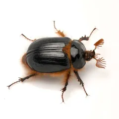 Pleocoma dubitabilis thumbnail 1