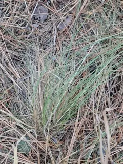 Valais Fescue thumbnail 2
