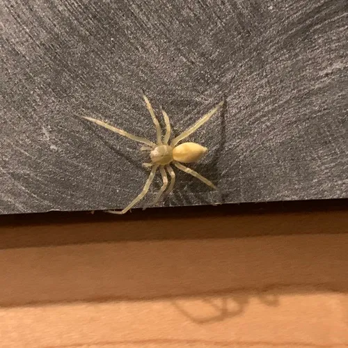Northern Yellow Sac Spider