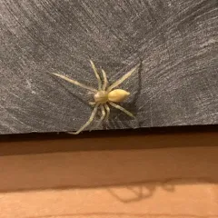 Northern Yellow Sac Spider thumbnail 1