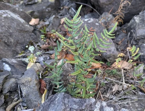 purple-stem cliffbrake