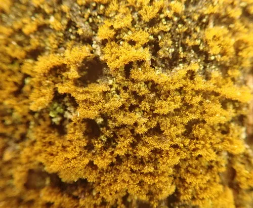 Trentepohlia abietina
