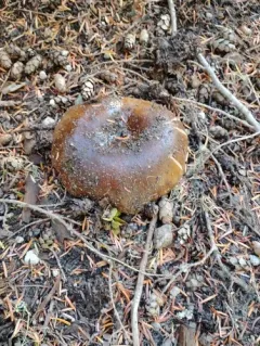Blackening Russula thumbnail 1