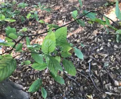 European Hornbeam thumbnail 2