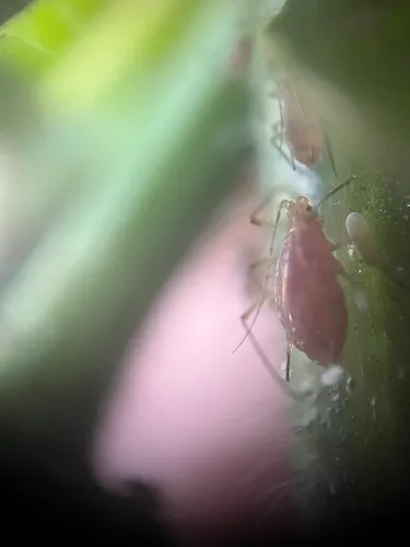 Beeblossom Aphid