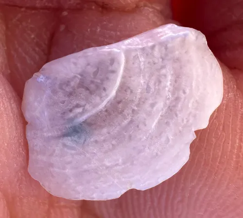 Common Pandora Clam