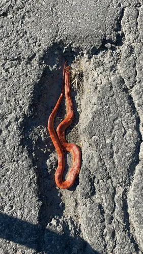 Red Cornsnake