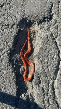 Red Cornsnake thumbnail 1