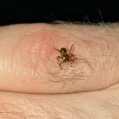 Deer Ked thumbnail 1