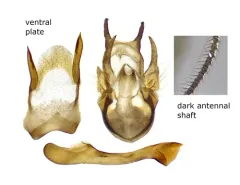 Scopula sideraria thumbnail 2