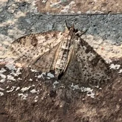 Palpita aenescentalis thumbnail 3