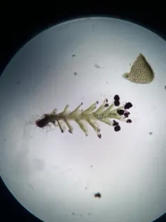 Cut Notchwort thumbnail 1
