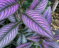 Strobilanthes auriculata thumbnail 2
