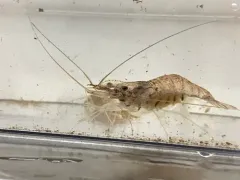 Siberian Prawn thumbnail 2