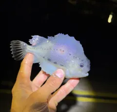 Lumpfish thumbnail 4