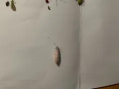 Ornate Bella Moth thumbnail 2