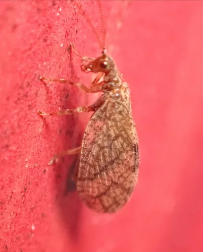 Micromus angulatus